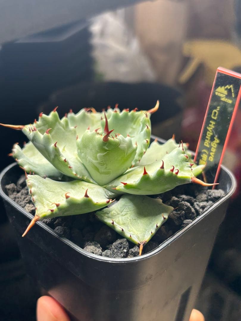 ソ*ー様 【発根済】CJハイブリッド(甲蟹交種)