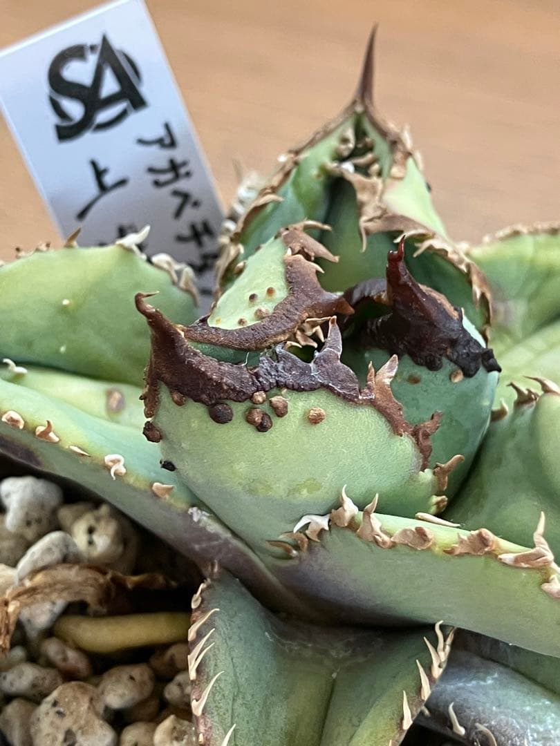 【クリスマスセール】♯29 超選抜　太棘　ぶつぶつだらけ　アガベ　鰐亀　TC