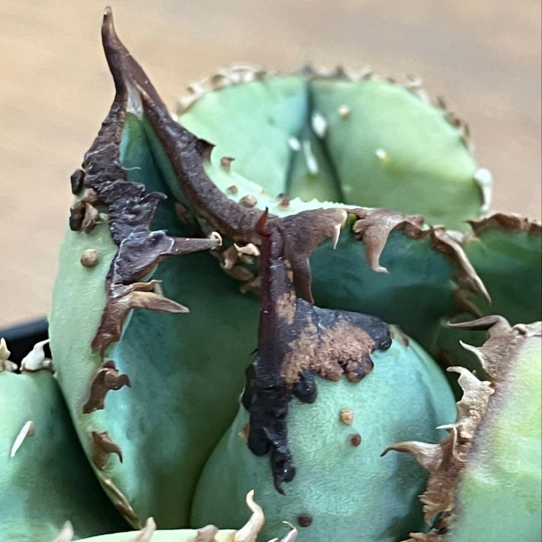 【クリスマスセール】♯29 超選抜　太棘　ぶつぶつだらけ　アガベ　鰐亀　TC