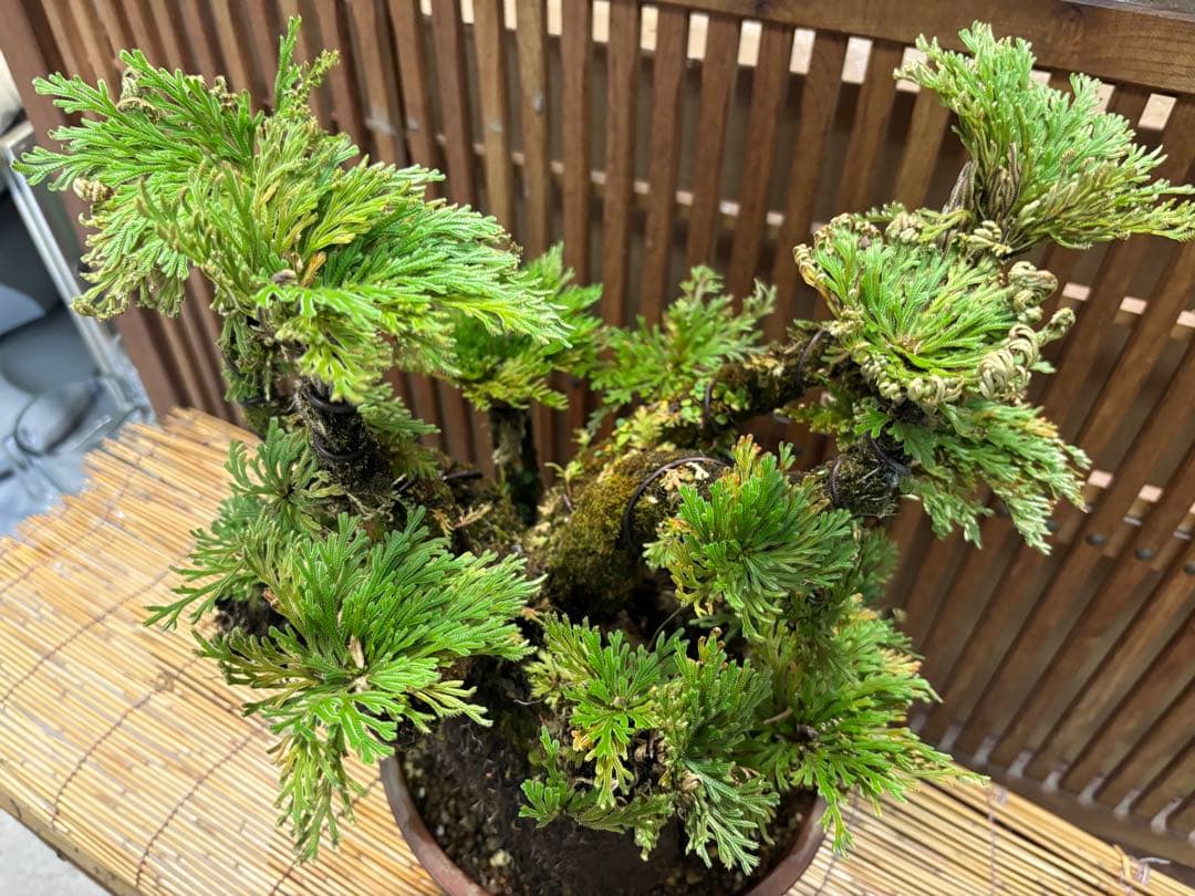 ➀ 岩ヒバ(岩松) 首長最上株物 13株 植木 陶器鉢付 30年