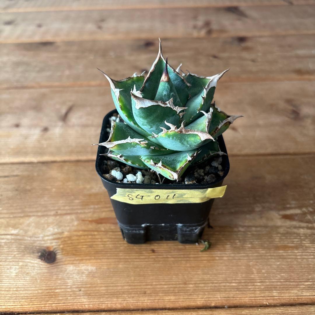 アガベ　オテロイ　実生　SG011 アガベ オテロイ 実生選抜｜🍀GreenSnap（グリーンスナップ）