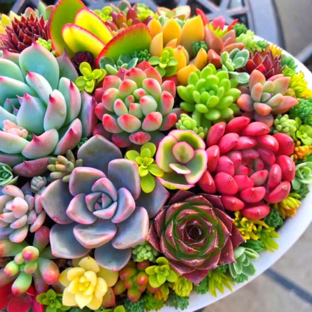 そのまま飾れる多肉植物寄せ植え 特大 管理書付き - メルカリ