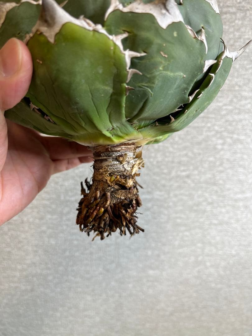 コレクション株】ノーネーム ボールタイプ アガベ