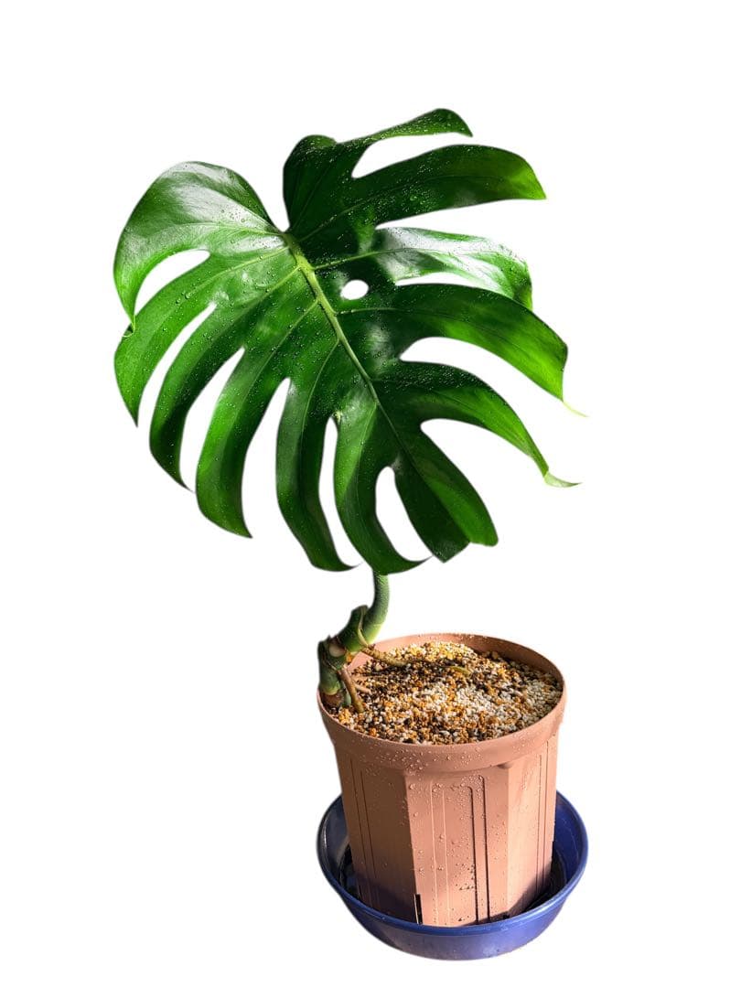 モンステラ 大株 葉30センチオーバー モンステラ・デリシオーサ 'タイコンステレーション'(葉っぱちゃん