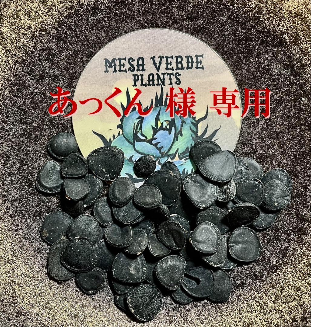 ユッカ ブレビフォリア ブルー 100粒 / ツイステッドブルー 種子 50粒 Yucca brevifolia Blue(ブルーヨシュア・ツリー)種子[耐寒性ユッカ種子