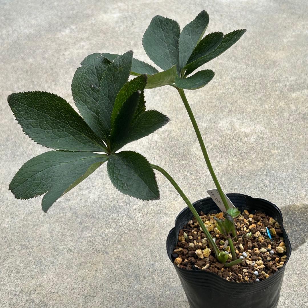 かーくん様専用 クリスマスローズ 開花実績株 DDピンクグラデーション