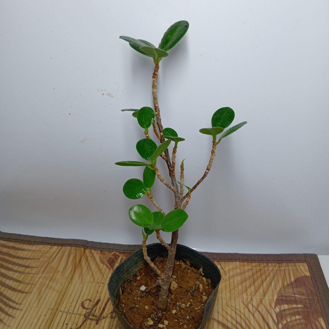 Ａ81養生中です。