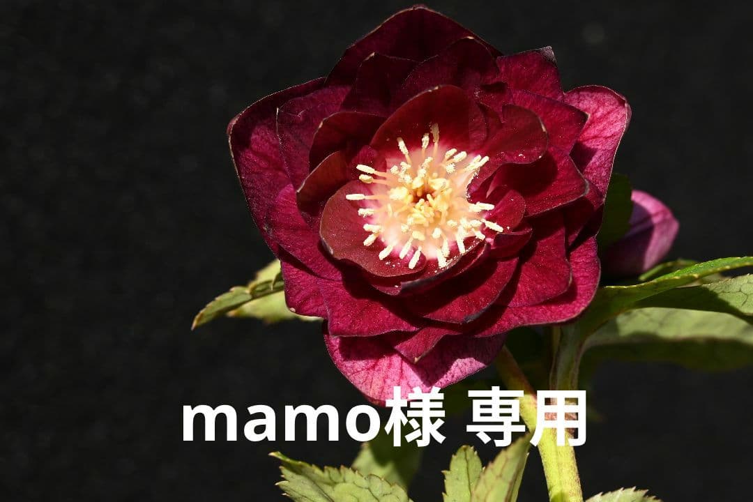 クリスマスローズ　認定キラメキ✩レッドゴールド　加藤農園 💎 加藤農園さんの#クリスマスローズ キラメキレッド 入荷しました