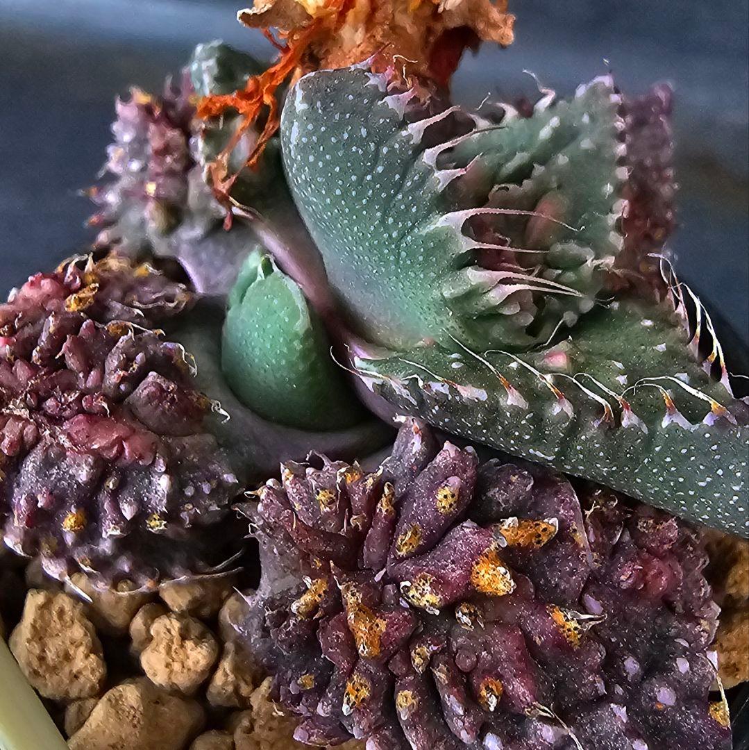 メルカリ便発送☆フォーカリア 紅蓮地獄ハイブリッドと大王波