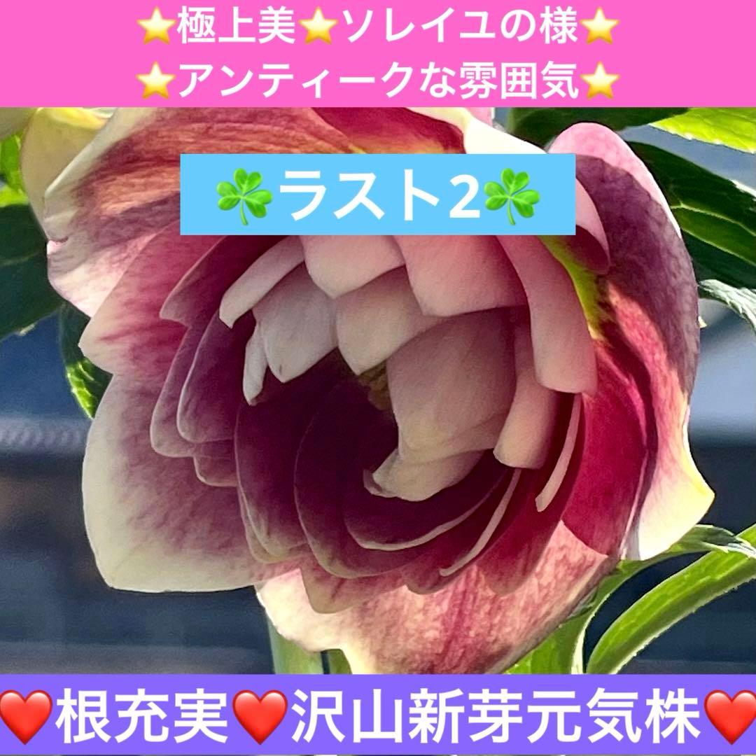 あ*号様 ☘️ラスト2☘️根充実❤️沢山新芽元気株❤️3263⭐️極上美⭐️ソレ