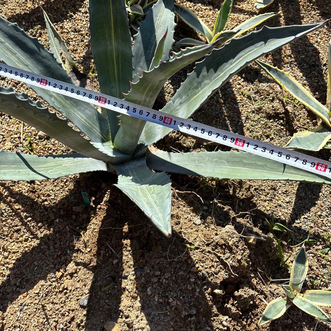 アガベ アメリカーナ バリエガータ リュウゼツラン 19 15 16 3点セット