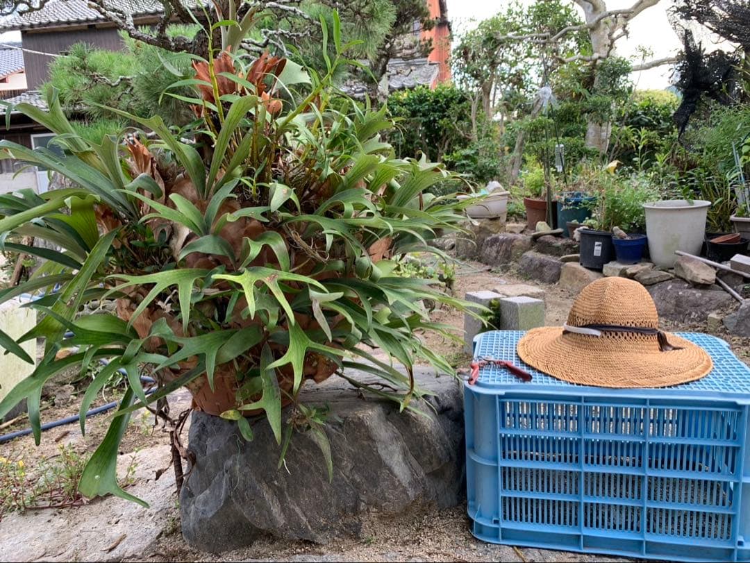 コウモリラン　ビカクシダ 大型 楽天市場】コウモリラン（支柱仕立て：新スタイル） スタンドタイプ 1