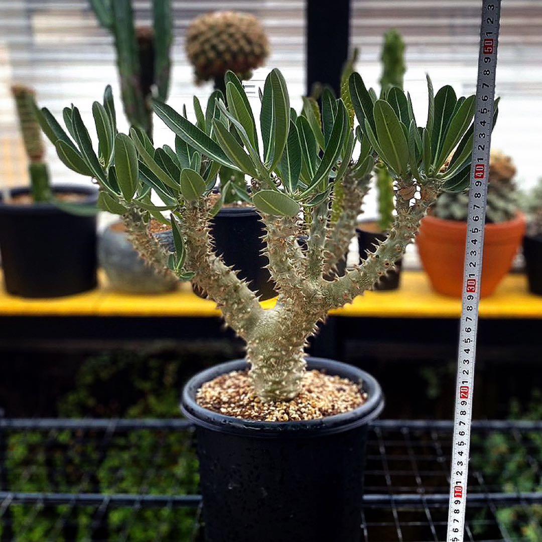 パキポディウム デンシフローラム 塊根植物 - メルカリ