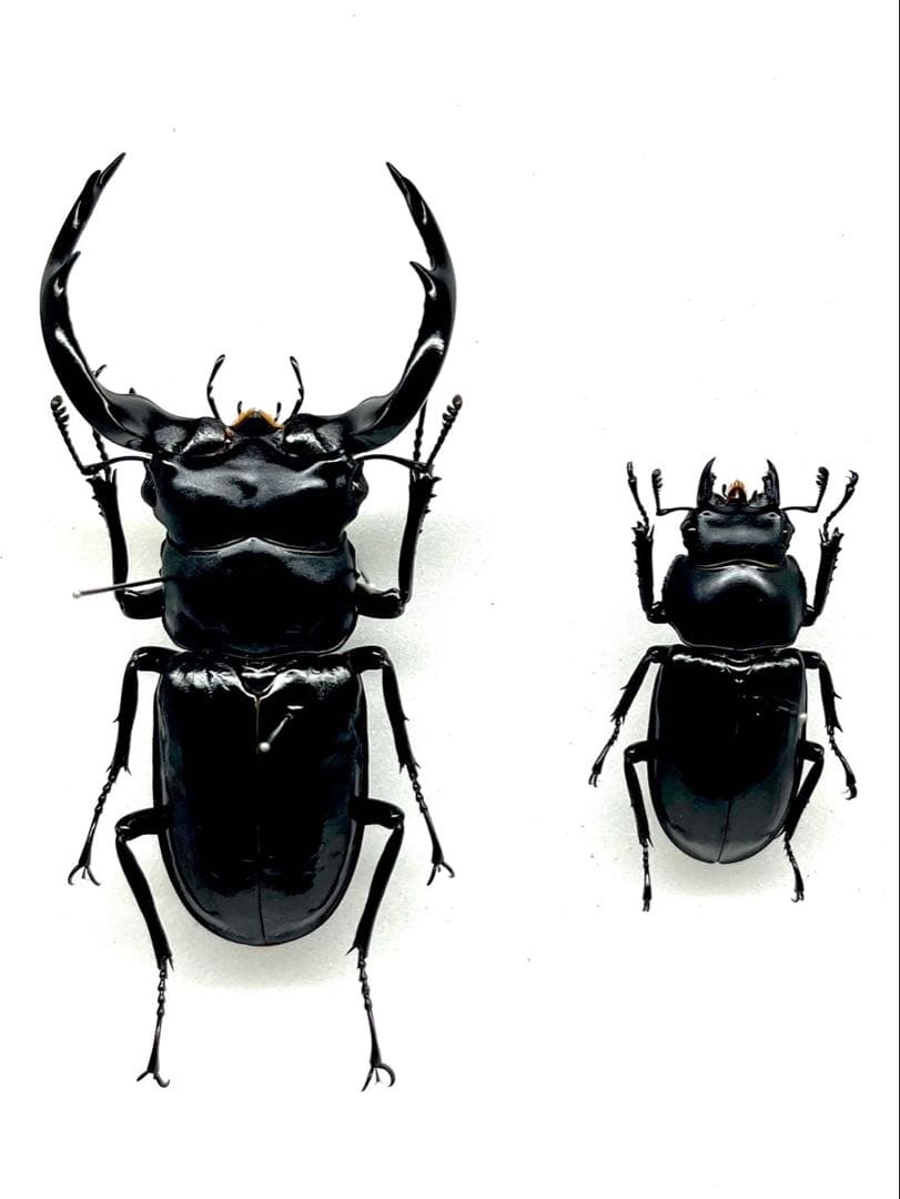 ウエストウッディオオシカクワガタ　ペア　標本 ウエストウッディオオシカクワガタ」その魅力と価値を引き出す芸術的