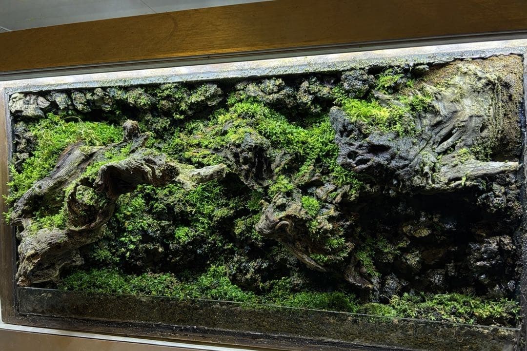 壁面アート 苔テラリウム