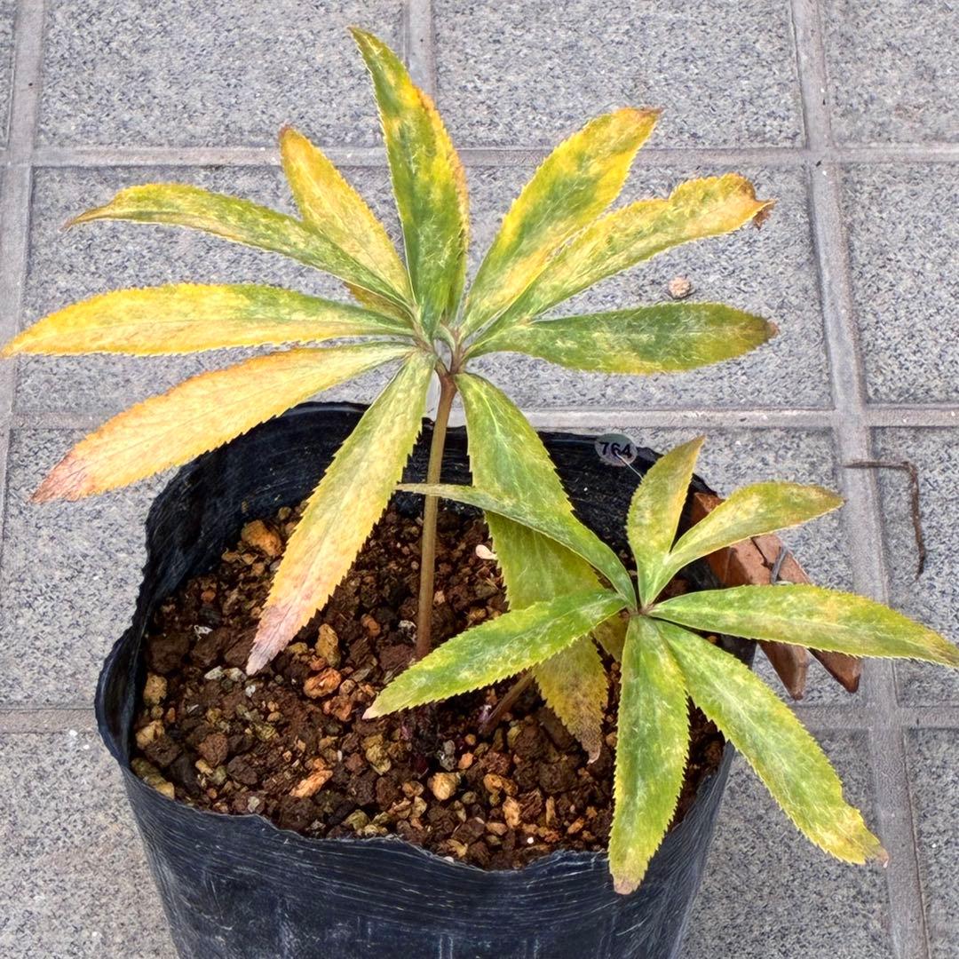 め*ん様 ❤️根充実❤️⭐️超⭐️沢山新芽❤️764⭐️極上 ⭐️極上発色⭐️芳