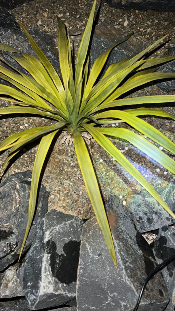 ボロブドゥール Soarway Diver 41 – Kobold Expedition Tools