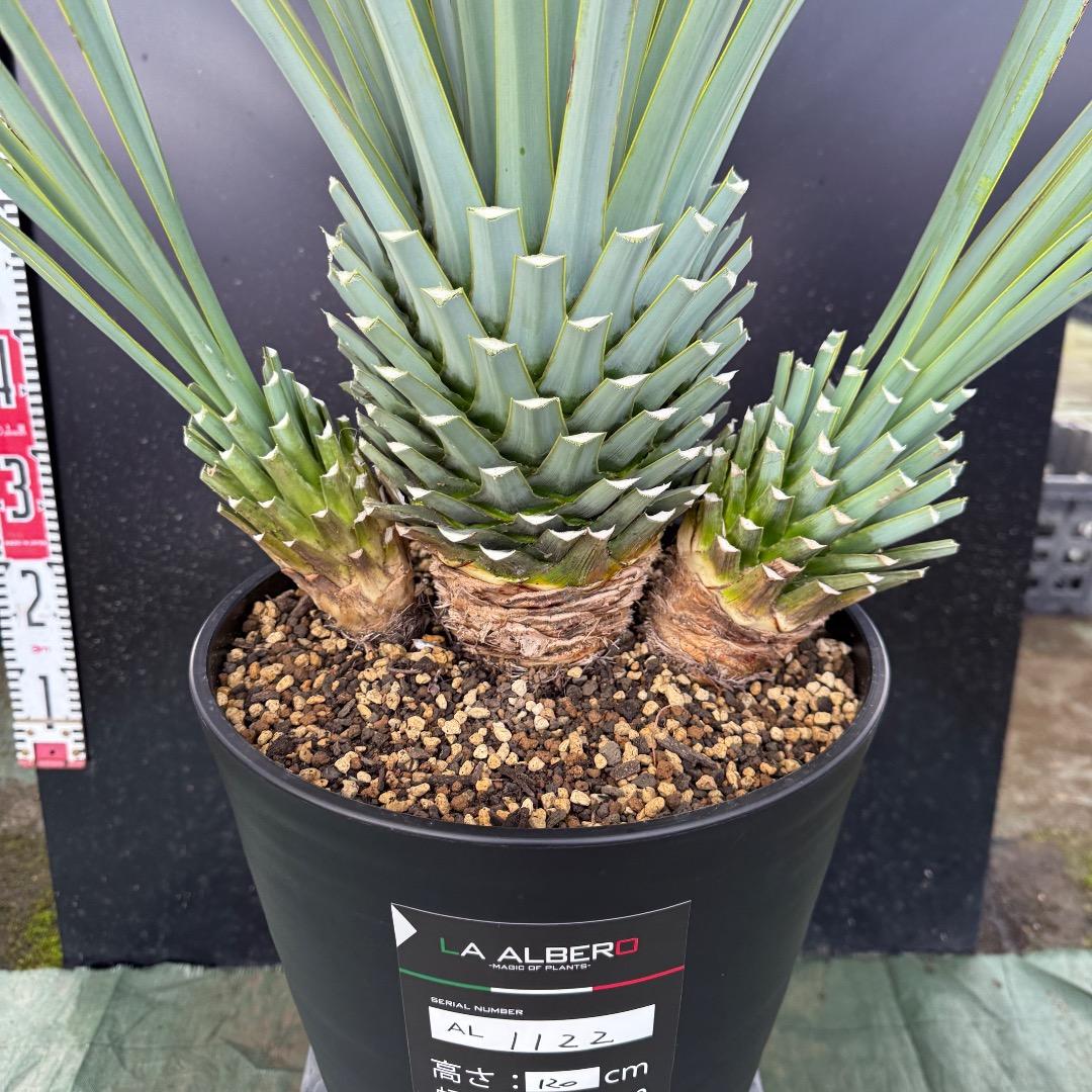 H*U様 【AL1122】ユッカ　リギダ　超希少トリプルヘッド