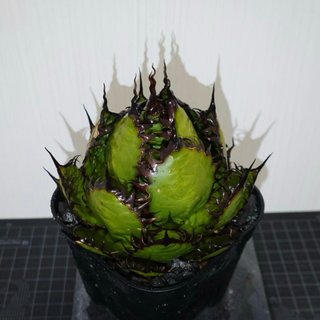 現物出品】2121 【鉢のまま発送】 アガベ ホリダ