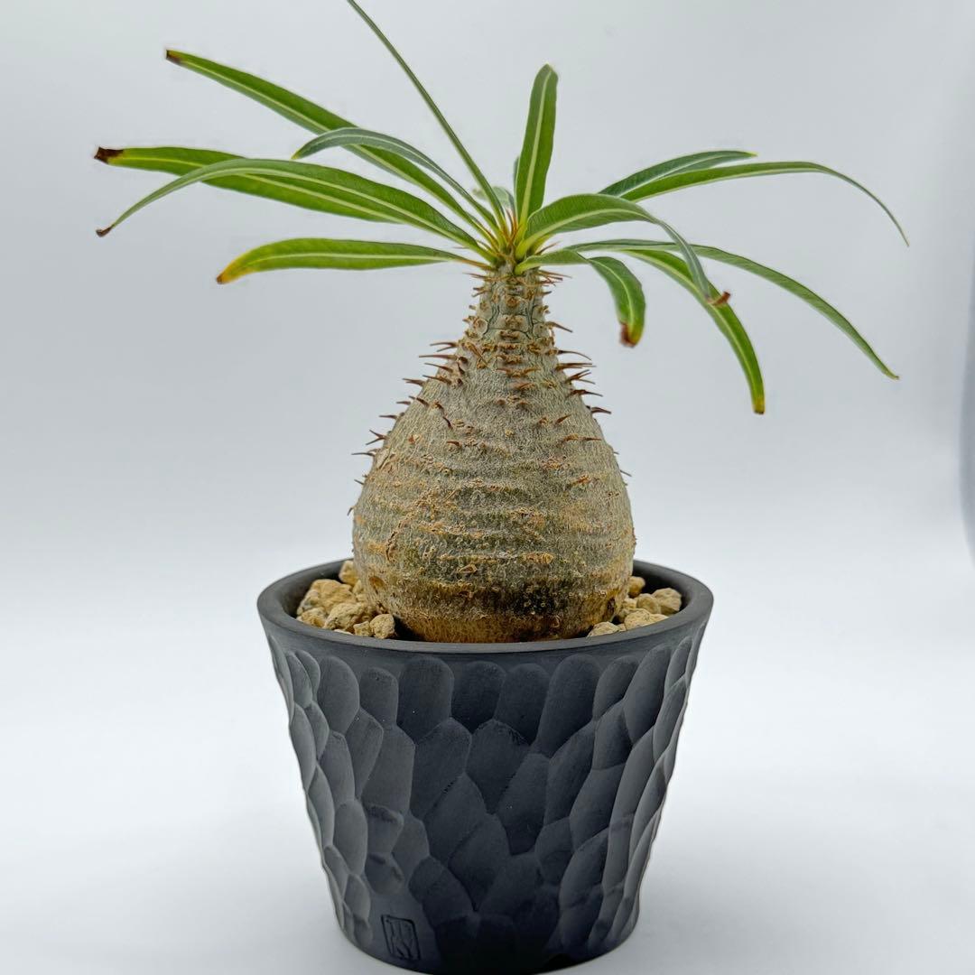 パキポディウム グラキリス 現地球 スライム型 チビグラ ミニグラTOKY 鉢 パキポディウム グラキリス 現地球 スライム型 チビグラ ミニグラTOKY