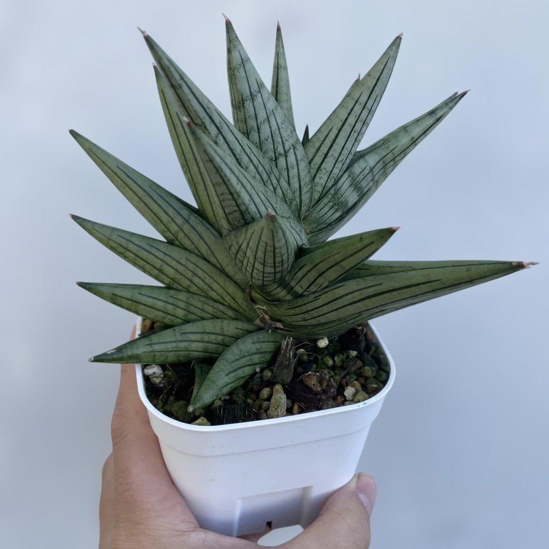 サンスベリア ジュピター 大株 子株付き ジュピター 大株 子株付き