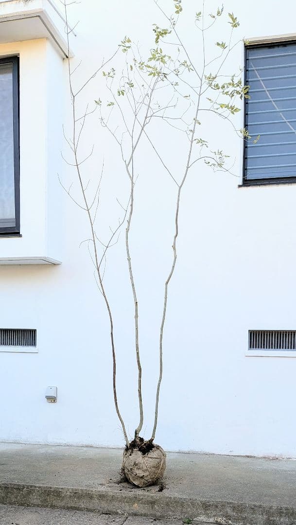 2.5m。山採りアオダモ株。