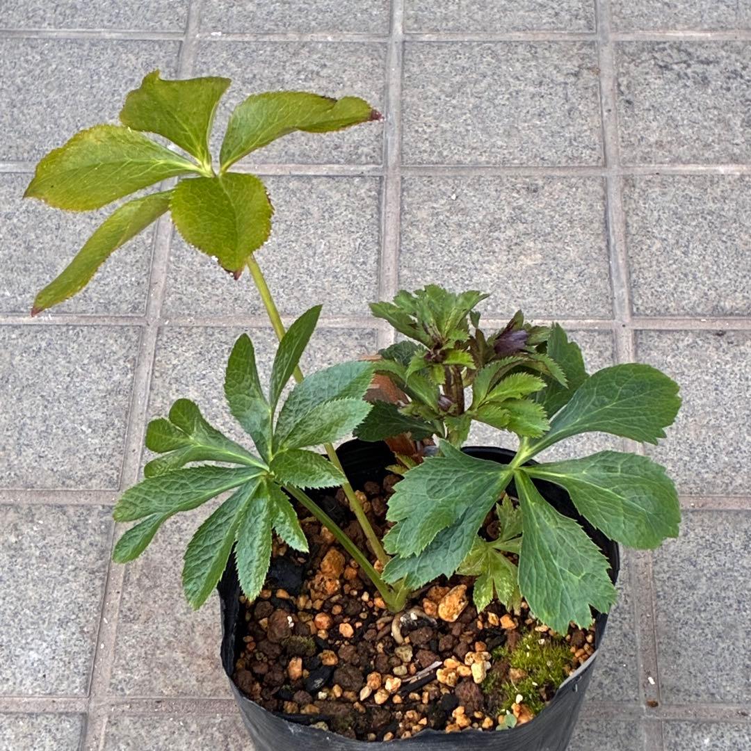 ヒ*イ様 ☘️ラスト2☘️蕾付き☘️3327⭐️小輪⭐️ダーク　クレオパトラ⭐️