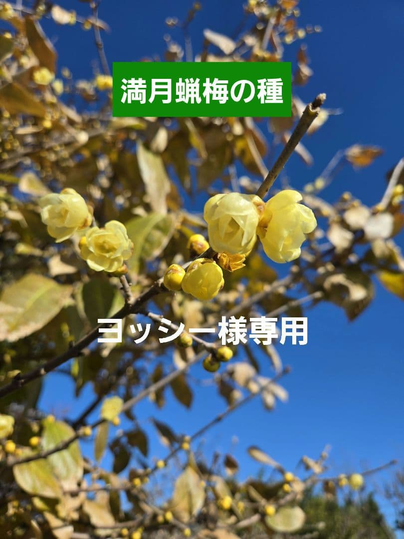 満月蝋梅の種 Yahoo!オークション - 「良い時期new」送料無料 蝋梅 ロウバイ種(満月)