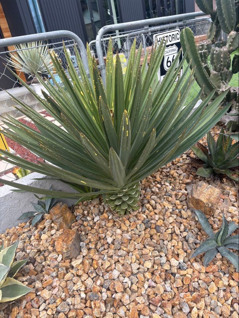 ユッカ グロリオサ 散り斑 班入り - メルカリ