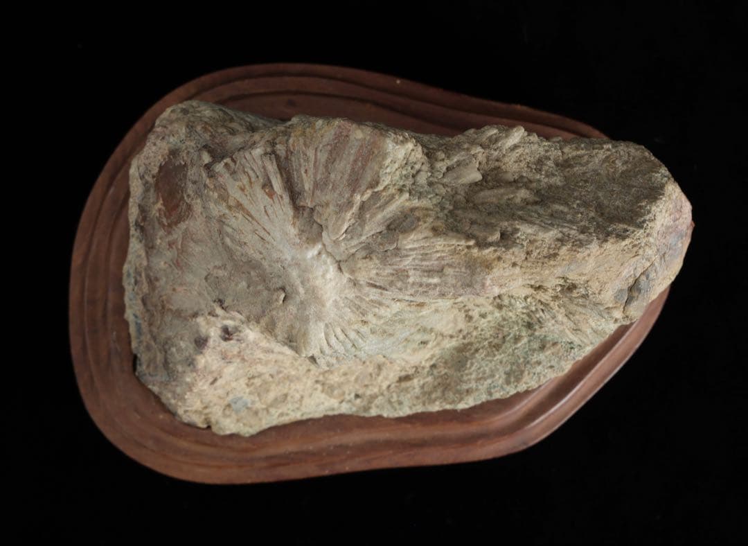 菊花石 紋石 一輪 台座付 1.4kg 鑑賞石 原石 自然石 盆石 飾石