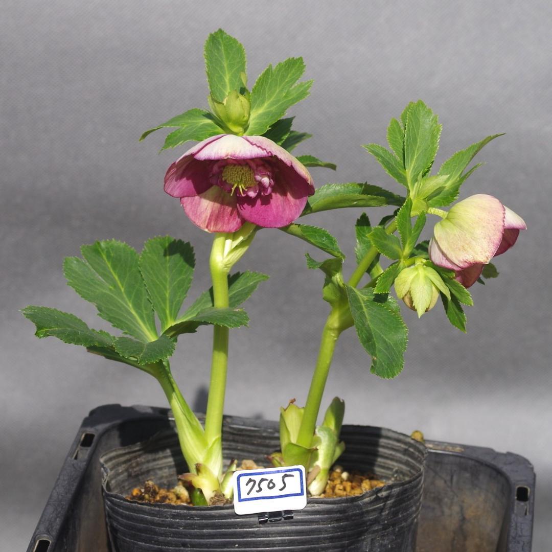 認定！アンティークモーリークリスマスローズ加藤農園