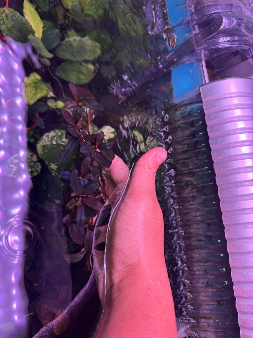 は*る様 ブセファランドラ Neo 2015 ― 大株　群生株　15株程度 ブセファランドラsp Brownie Neo 2015 群生株 完全水中葉 №10｜Yahoo