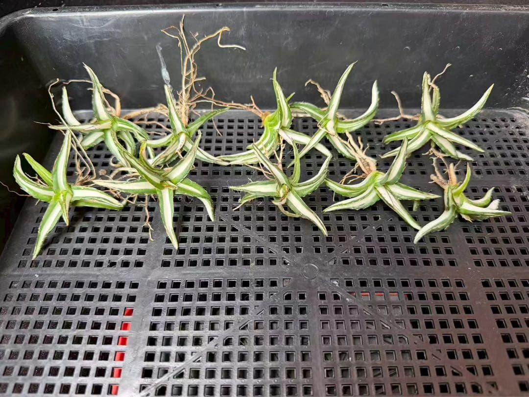 m*u様 45多肉植物アガベ 笹の雪丸叶氷山 変異錦 白中斑 鲜明錦 極上美