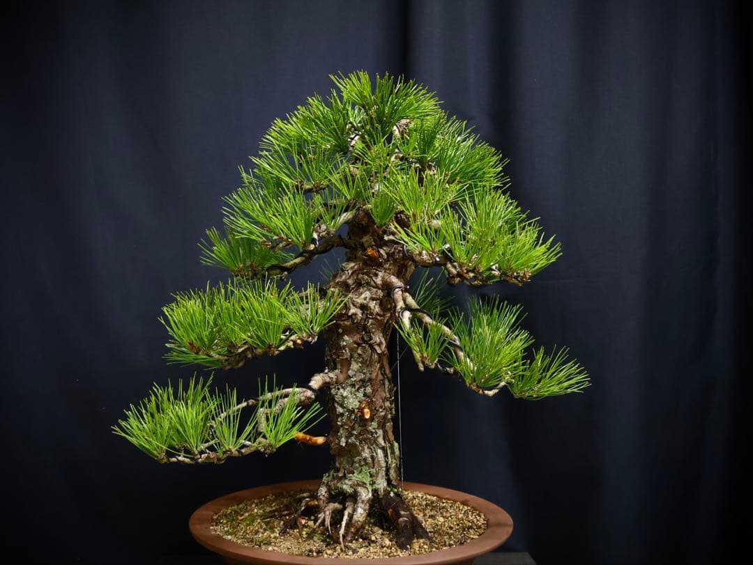 黒松　太幹　 盆栽　古木　樹高51cm 迫力ある　大品盆栽 中品盆栽 黒松 中品盆栽 樹齢25年の一点物盆栽を販売｜盆栽妙 – 盆栽妙 本店