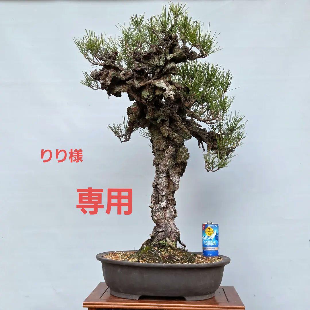 錦松　[模様木]　大品盆栽 株）一樹園 錦松 大品盆栽／樹齢60年 : 一樹園 - 通販 - Yahoo