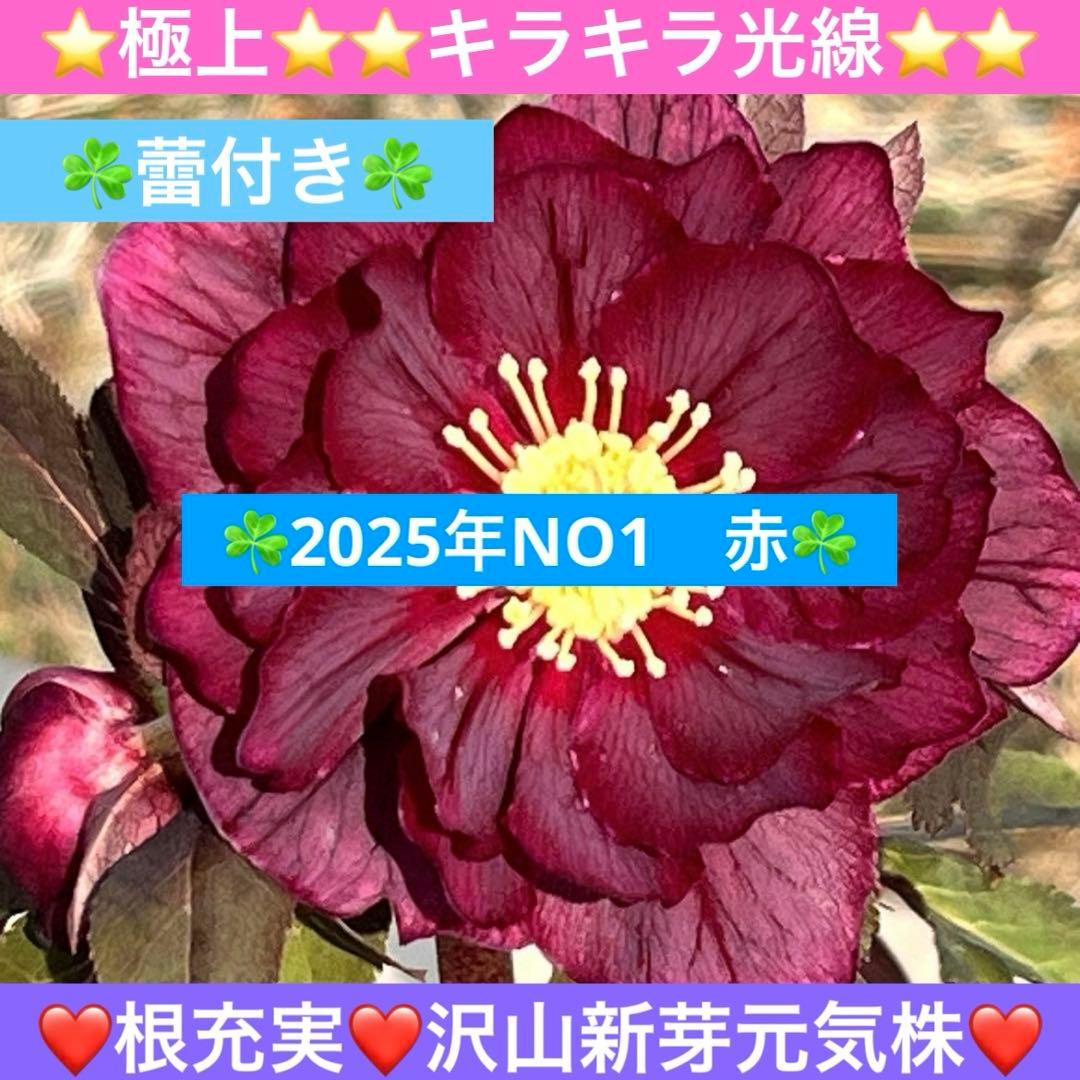 ヒ*イ様 ☘️蕾付き☘️2025年NO1赤☘️沢山新芽元気株❤️3267⭐️極上 もふもふッ🤍冬のそらちィ #韓国トレンド #韓国コーデ #韓国モデル