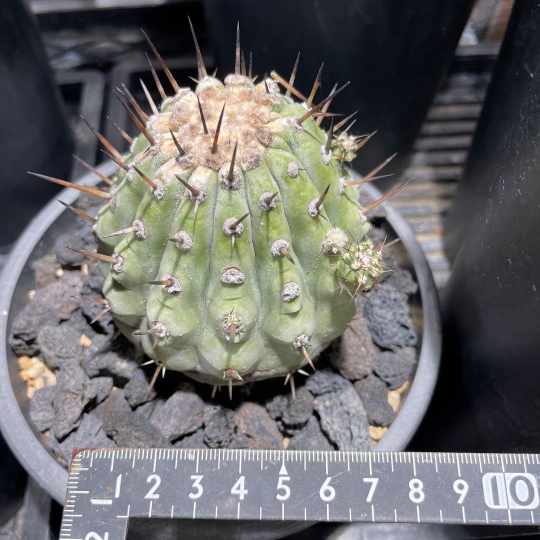 g*n様 黒王丸(2個子株付き)