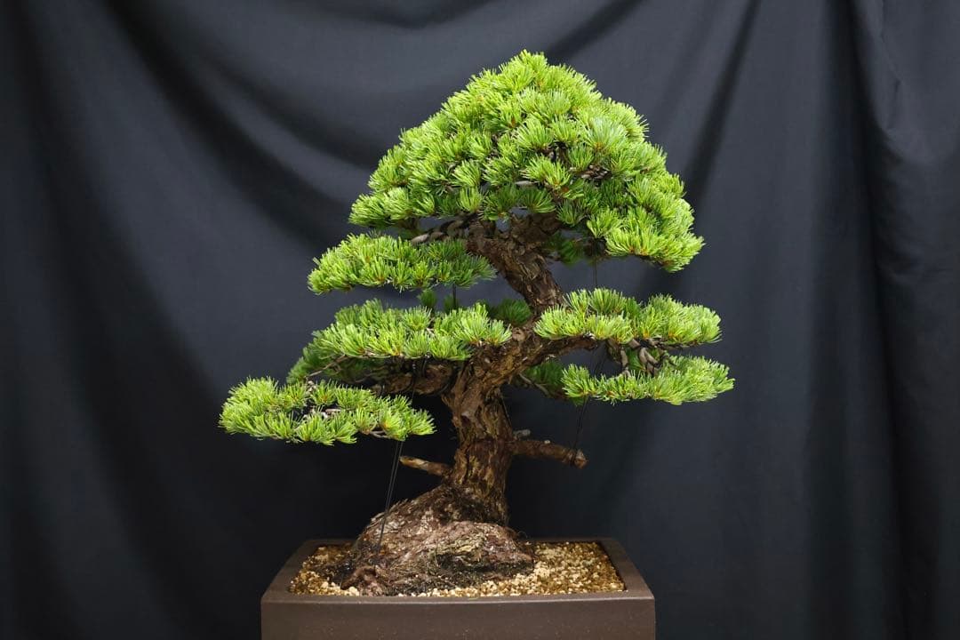 【五葉松】 樹高 67cm 大品盆栽 五葉松 大品盆栽 樹齢100年の一点物盆栽を販売｜盆栽妙 – 盆栽妙 本店