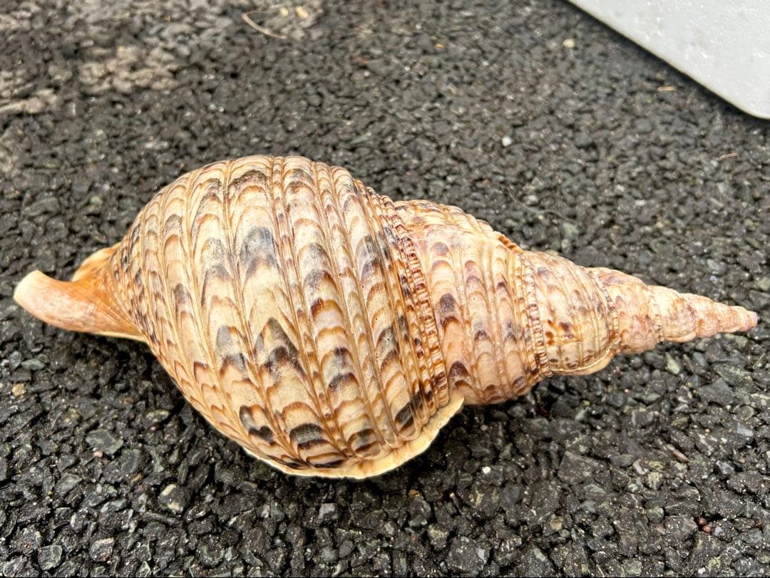 法螺貝　37.5cm (直線34cm) 825g