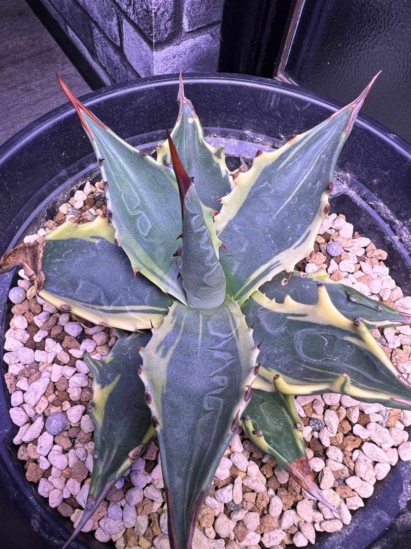 モンタナ ティファニー 輸入株 ベアルート アガベ トランカータ パリー