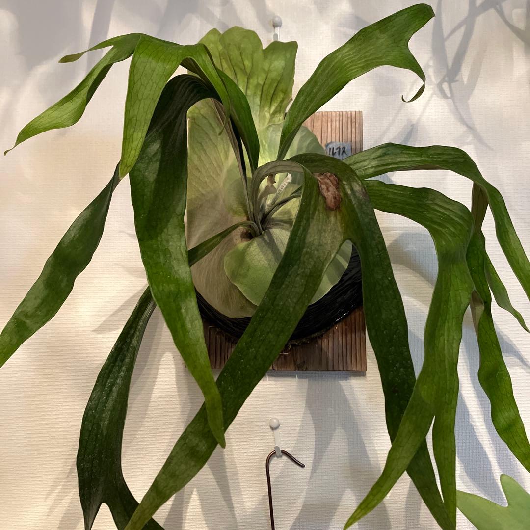 【たーくん】ビカクシダ② たーくん】ビカクシダ② たーくん】ビカクシダ② 🎫 ／ 「Taiki Kudo