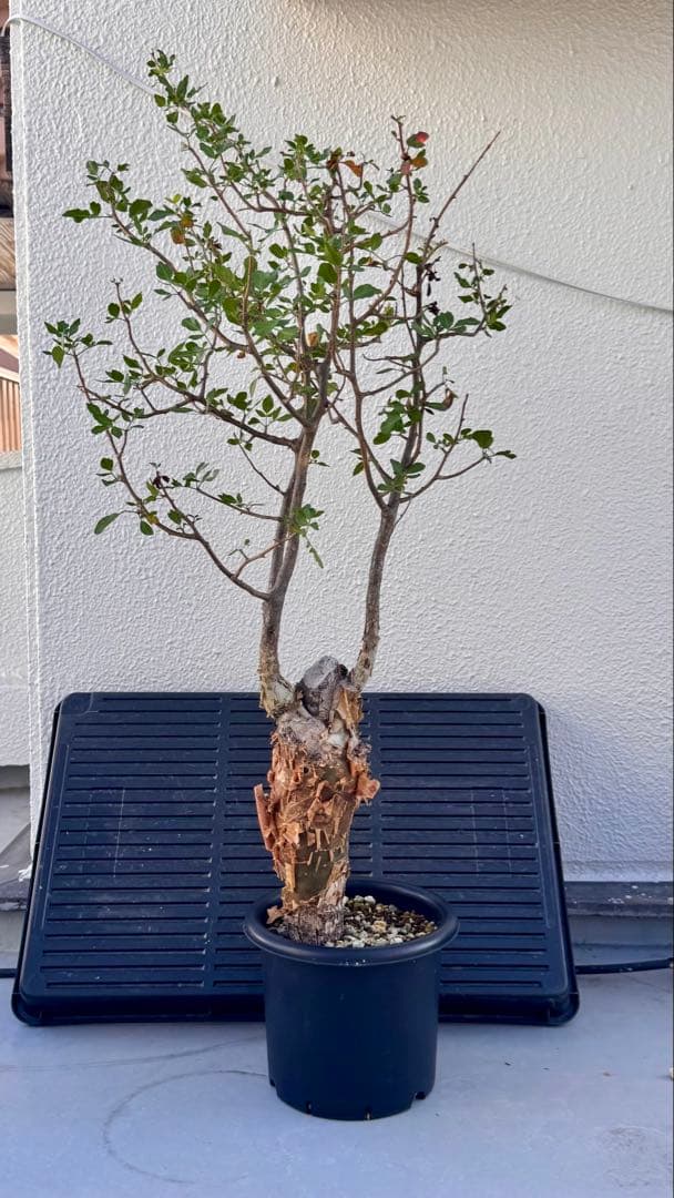 ブルセラ　ファガロイデス　発根済み　2年管理 園芸ネット本店｜ブルセラ：ファガロイデス（発根済） 4号鉢植え23-01