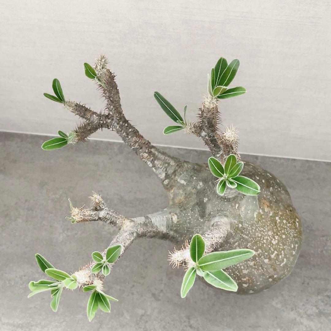 《期間限定販売❗️》『パキポディウム グラキリス』　極美大株　現地球　発根済