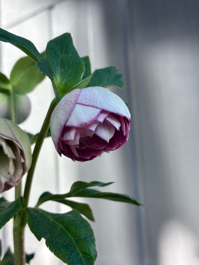 ♡認定♡毬姫 コロコロ咲き ♡認定♡毬姫 コロコロ咲き