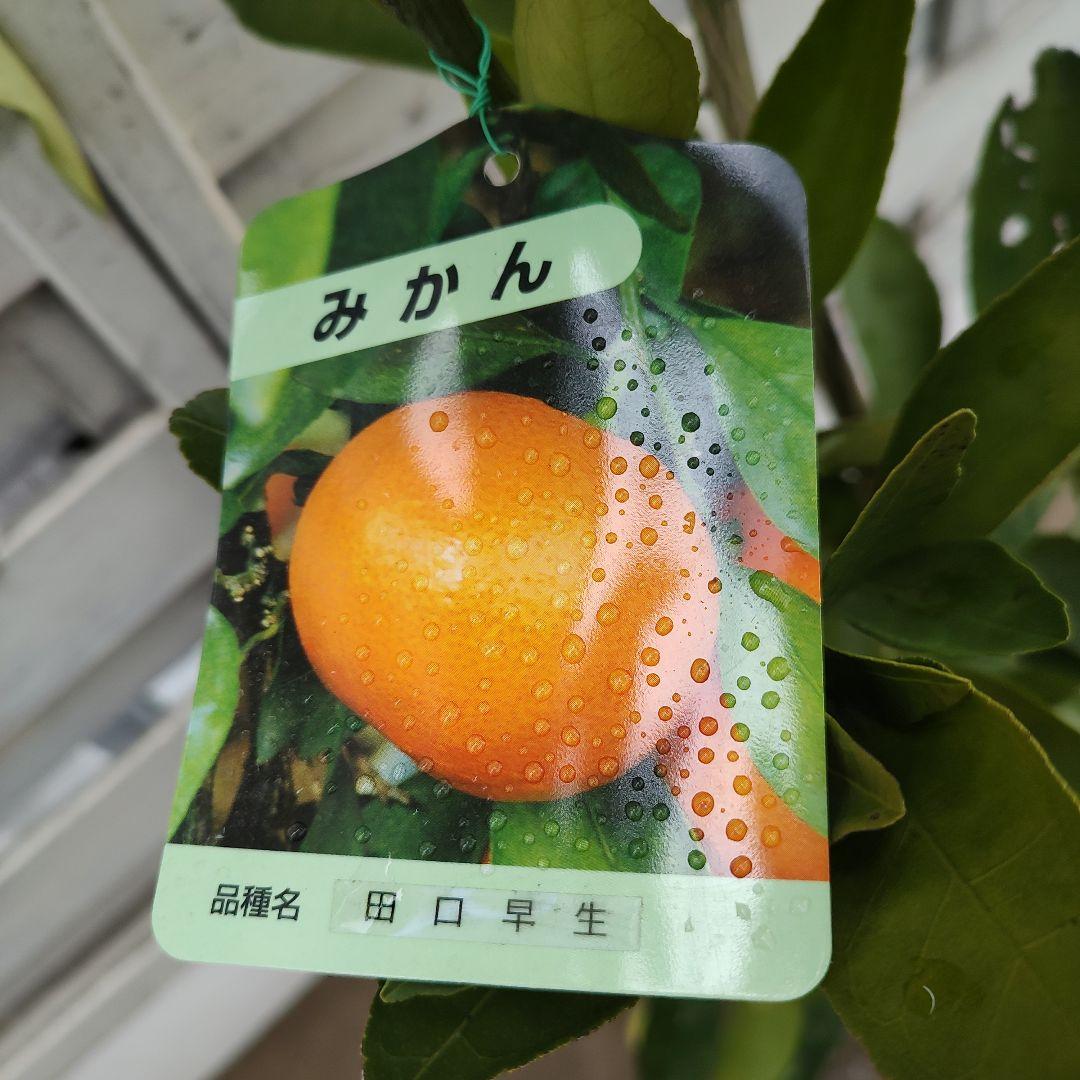 田口早生みかん 3年生 苗木 幹太め