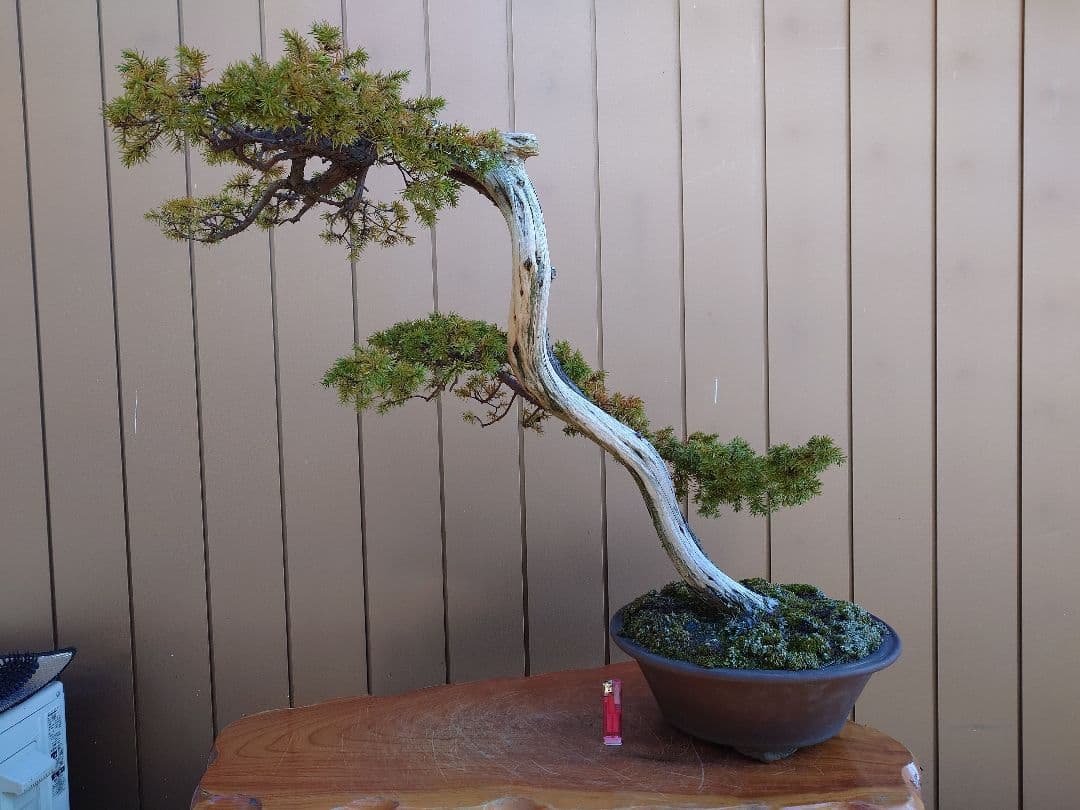 ※引取限定※　盆栽　杜松 杜松 Needle Juniper - 盆栽日本 Bonsai Japan