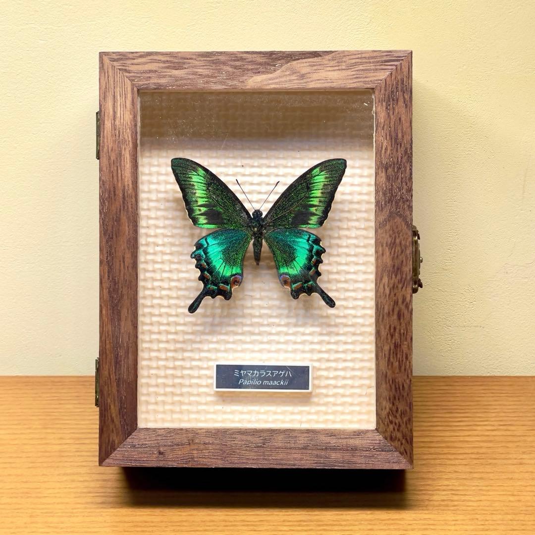 蝶標本 北海道産 格段に綺麗なミヤマカラスアゲハ春型♂ 飼育完品
