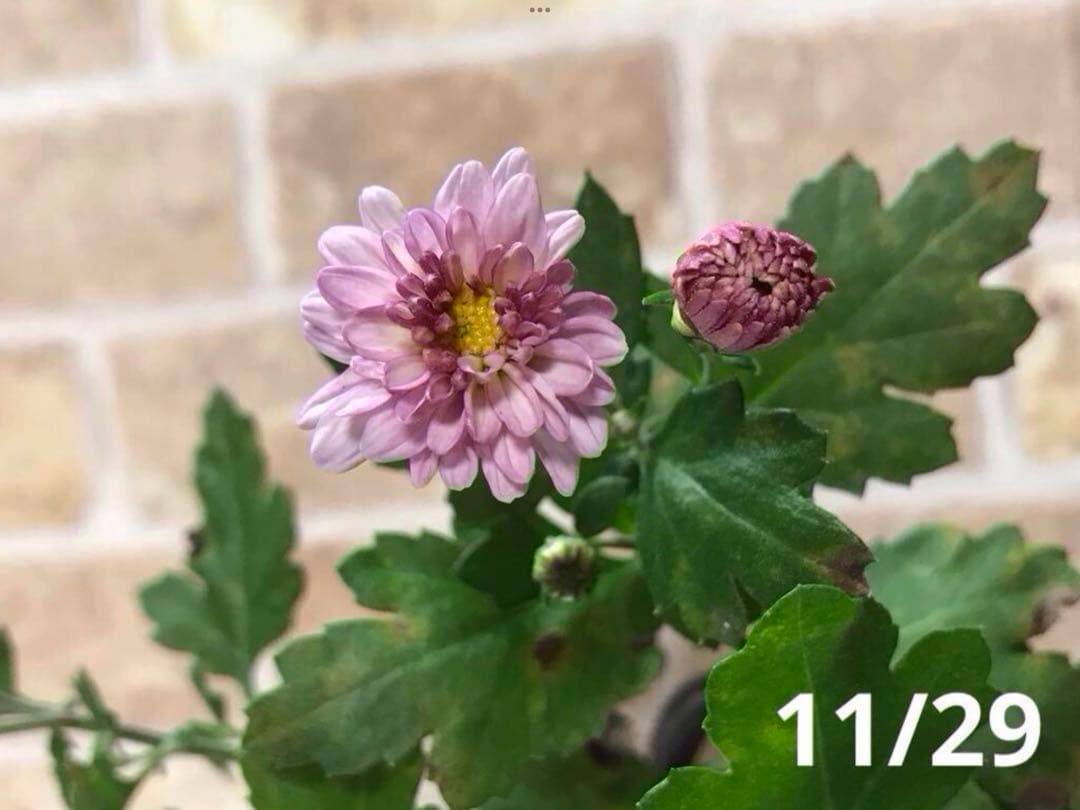 ピンク系小菊 秋咲き 購入