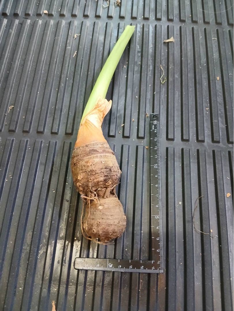 原種 世界最大 アロカシア ロブスタ サトイモ科 アロイド パルダリウム