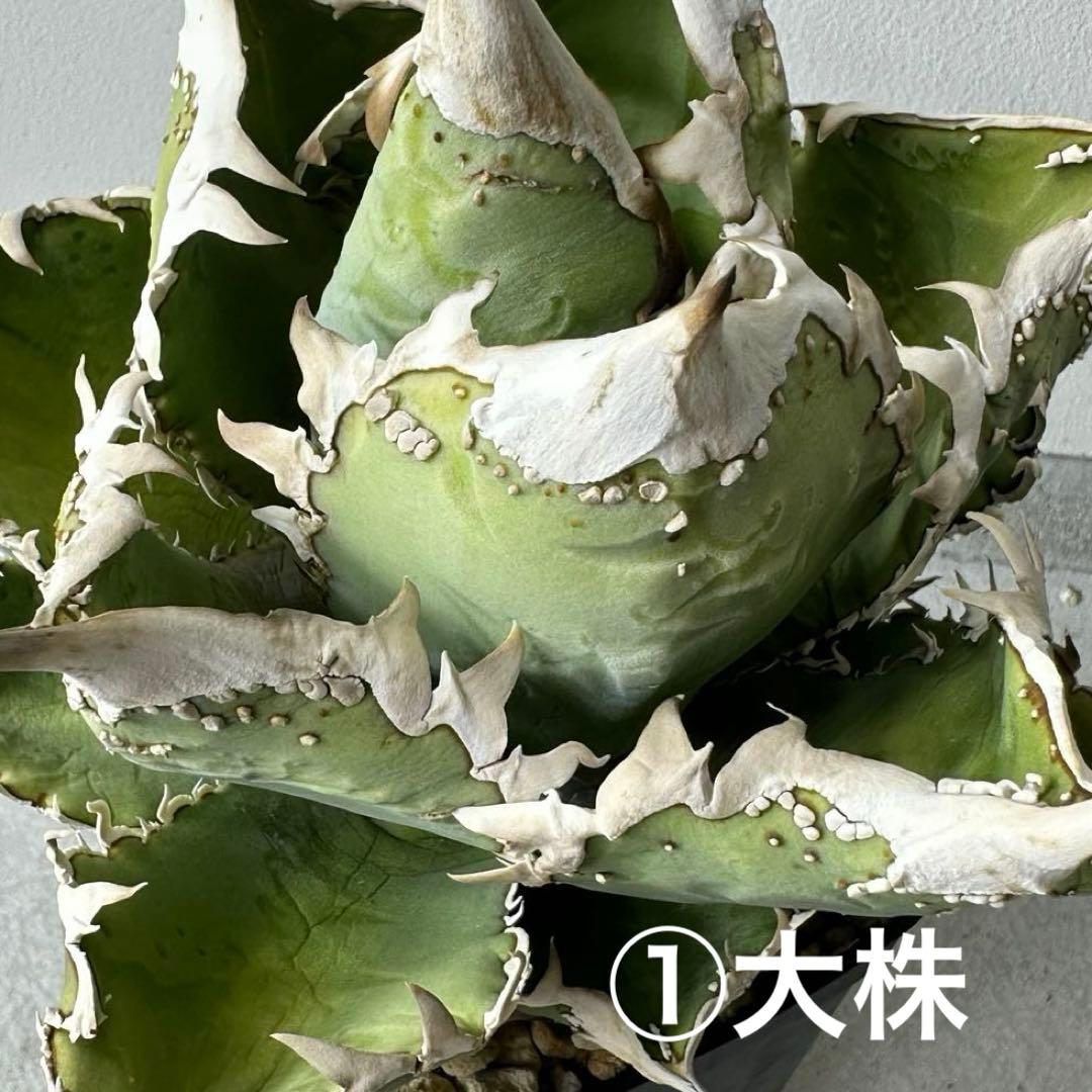 【初出】 チタノタEU産 極太 ブツブツ セット ※バラ売り可 検）冰雹、麻花龍 2026年最新】麻花龍 アガベの人気アイテム - メルカリ